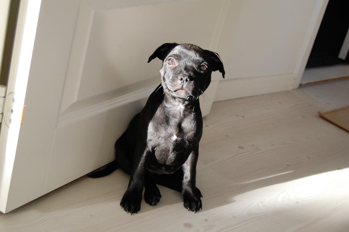 Staffordshire bull terrier Kida billede 21