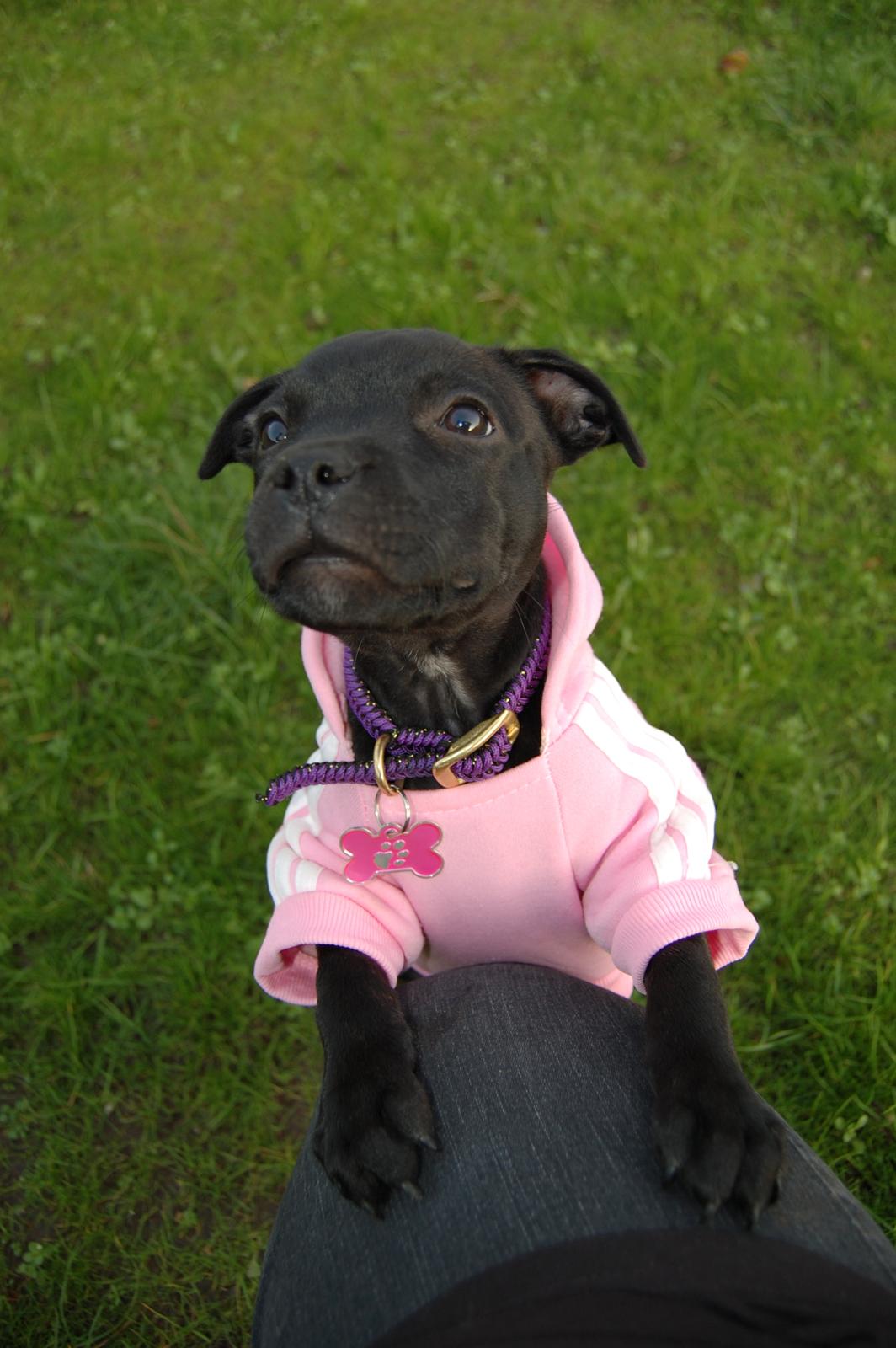 Staffordshire bull terrier Kida billede 23