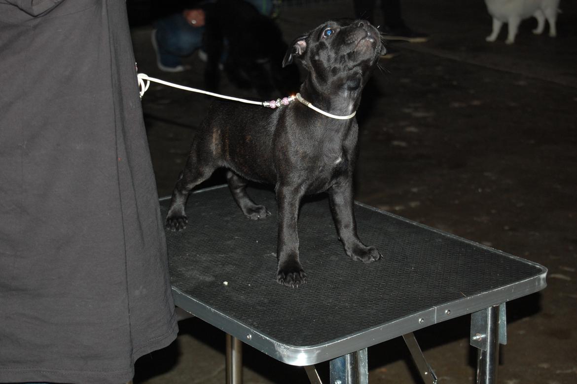 Staffordshire bull terrier Kida billede 12