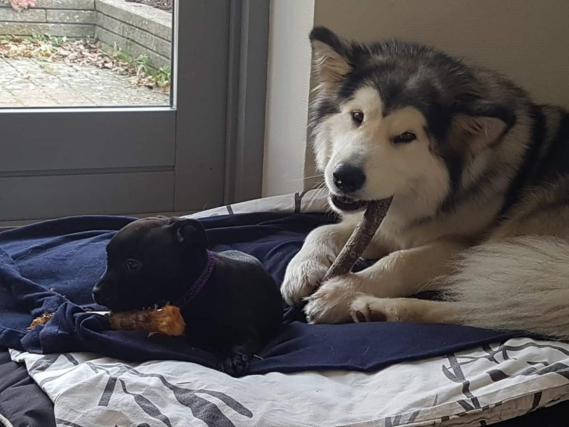 Staffordshire bull terrier Kida - Deler lige en pind med Nalu, Alaskan Malamute billede 14