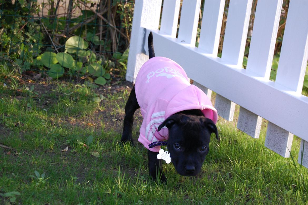Staffordshire bull terrier Kida - Ude i haven, ja det er ved at blive koldt, så på med trøjen billede 22