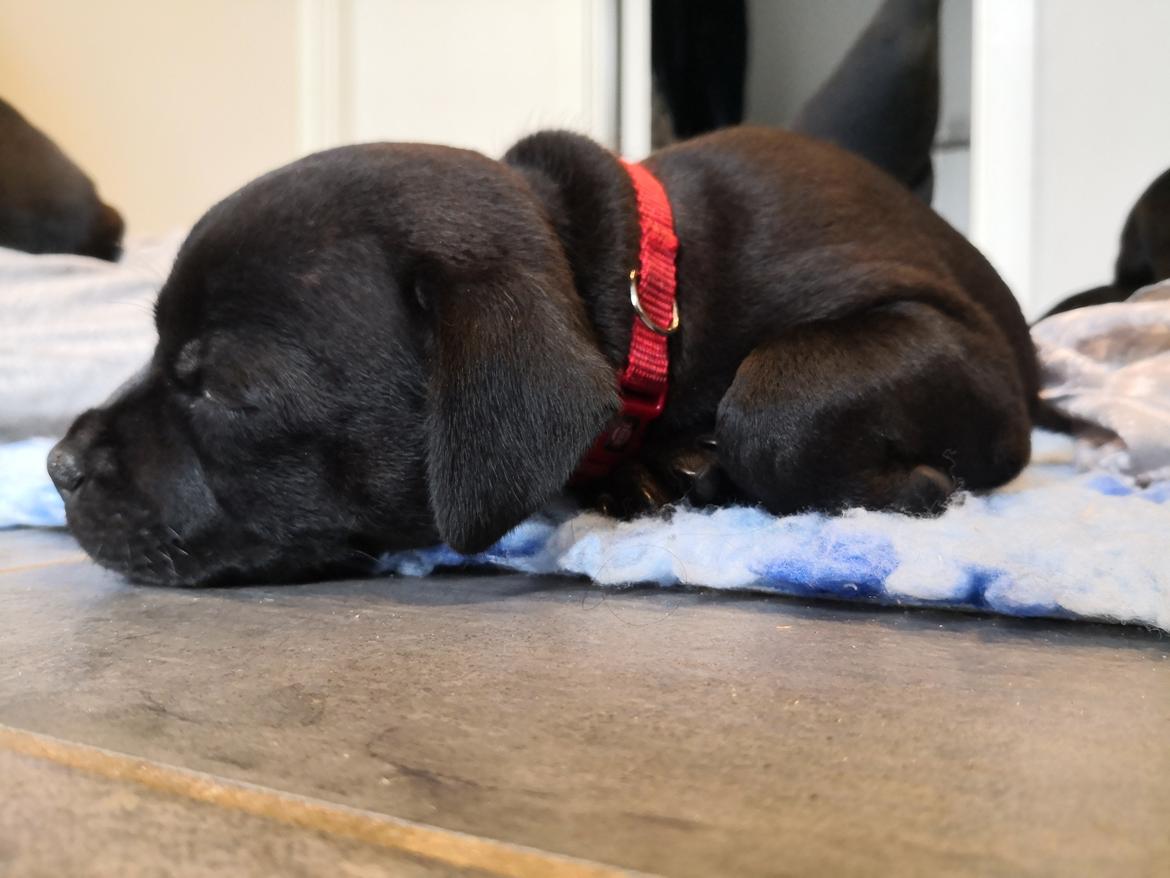 Staffordshire bull terrier Kida - 7 Uger gammel, ovre og besøge hende, og selvfølgelig ku vi ikke stå for dette <3 billede 2