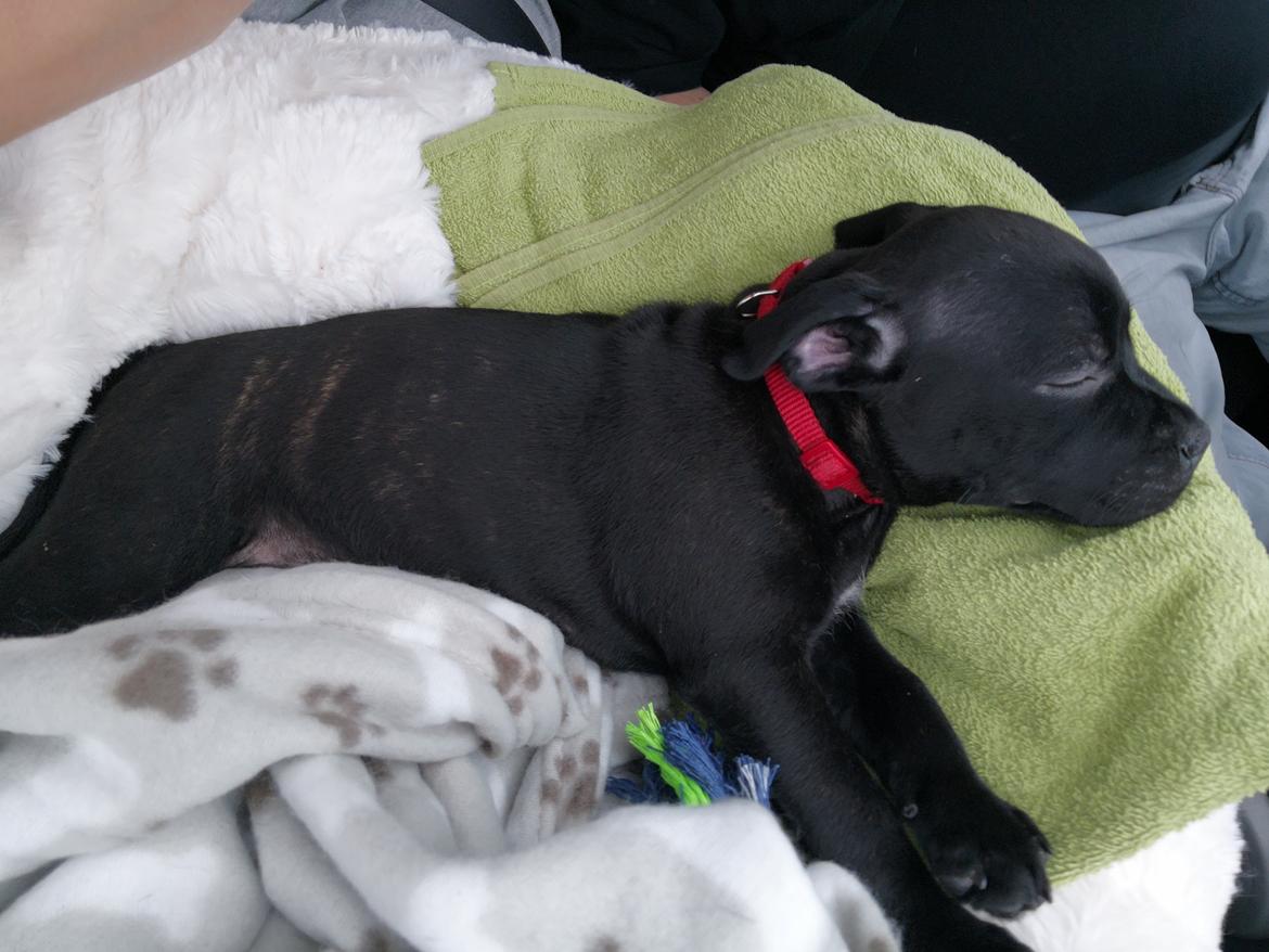 Staffordshire bull terrier Kida - På vej hjem i bilen billede 3