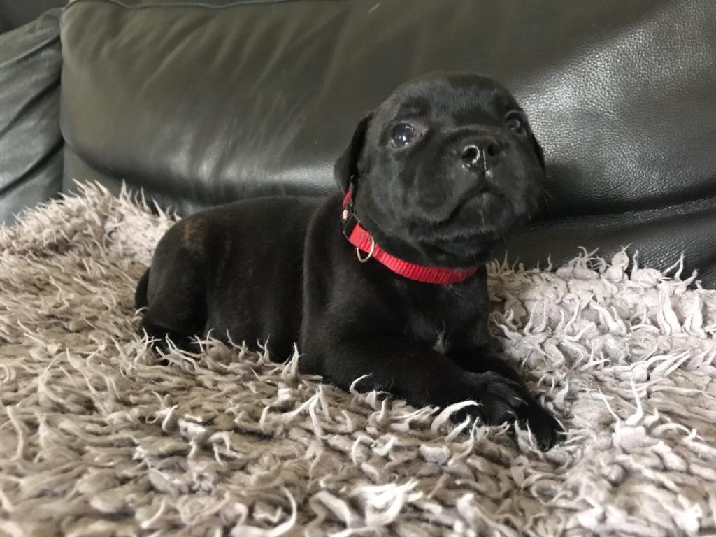 Staffordshire bull terrier Kida - Kida 6 uger - Dette er billedet som vi faldt for billede 1