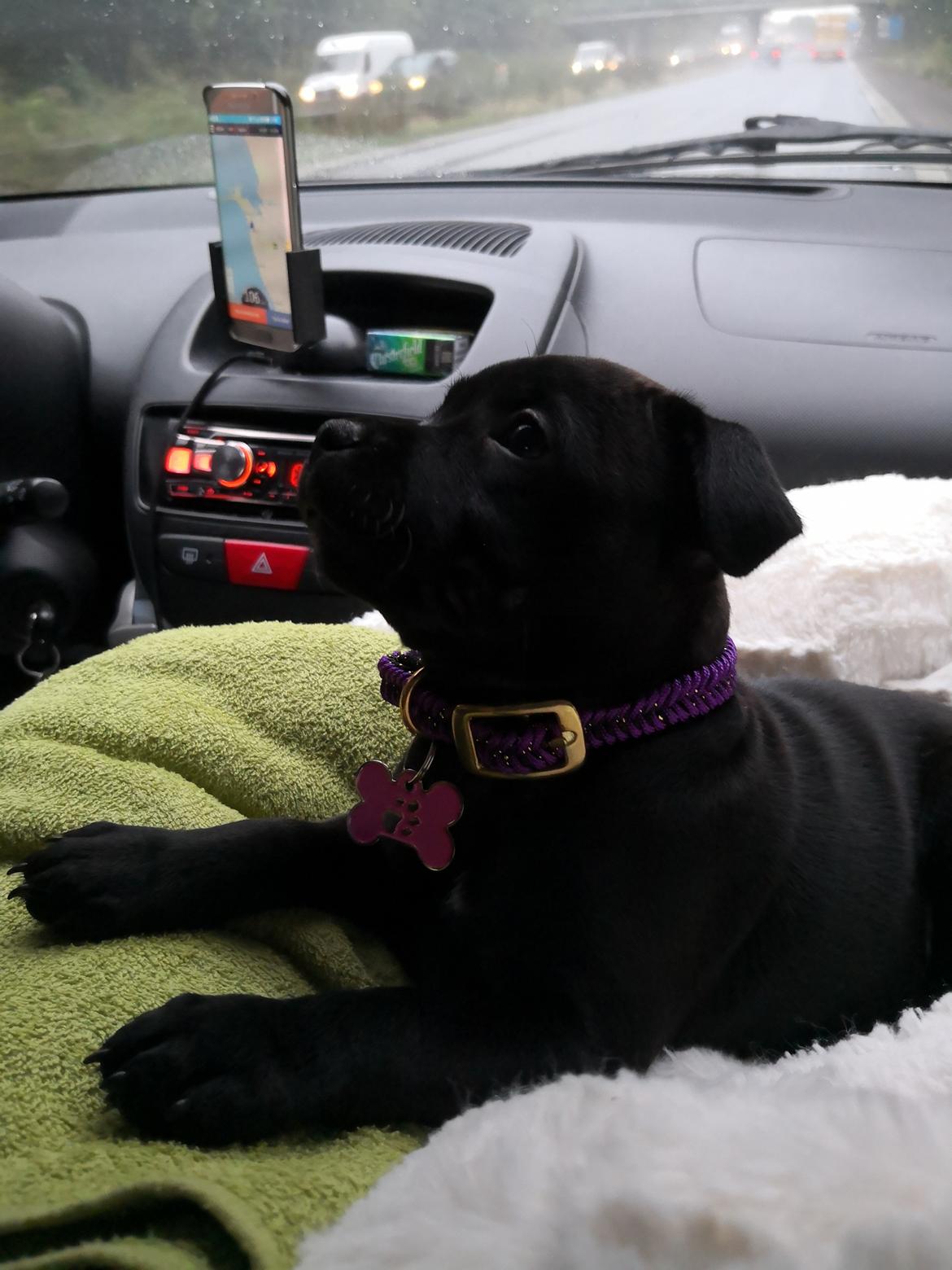 Staffordshire bull terrier Kida - Efter en tissetur på fyn, stadig på vej hjem billede 4