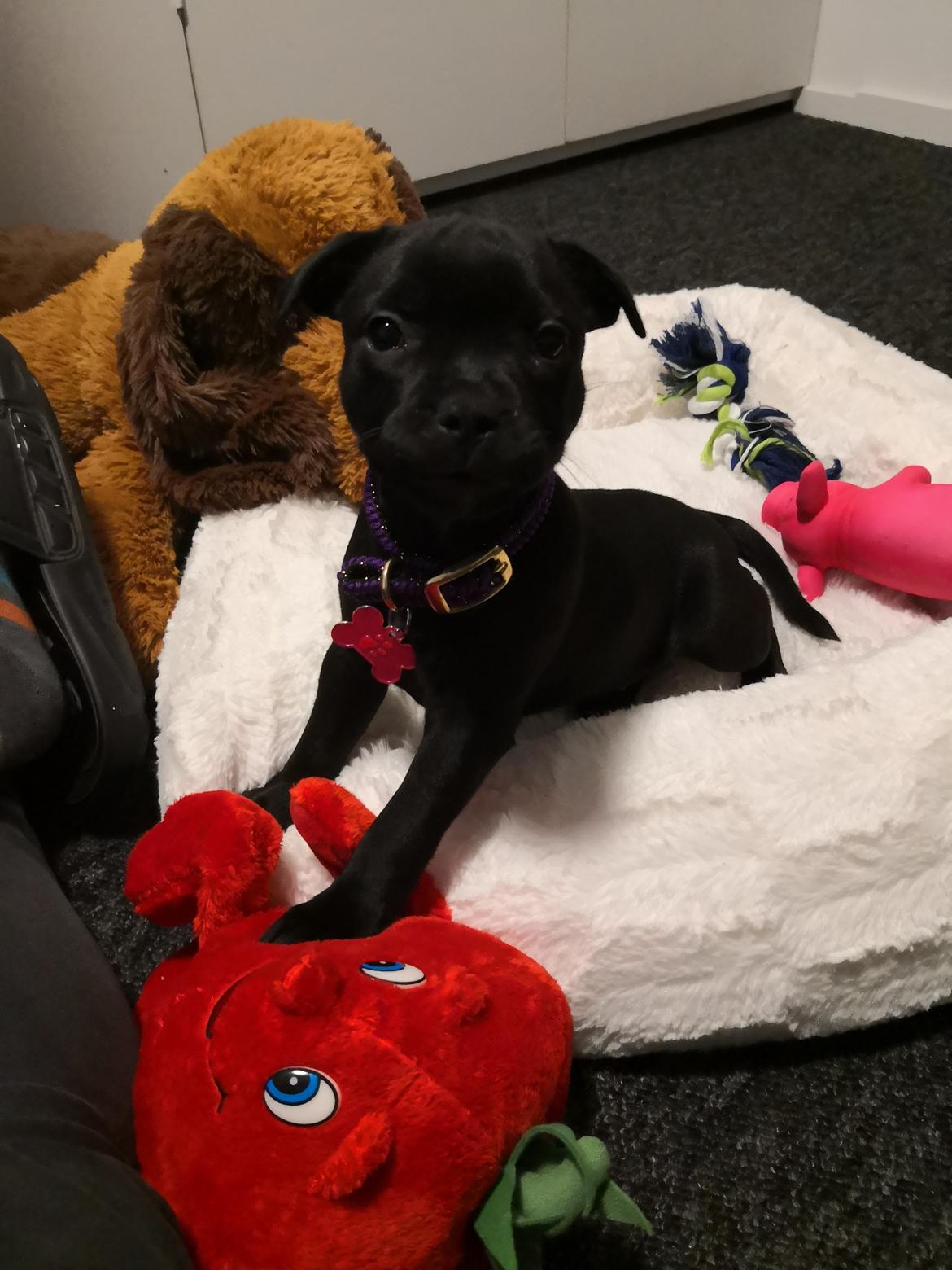 Staffordshire bull terrier Kida billede 7