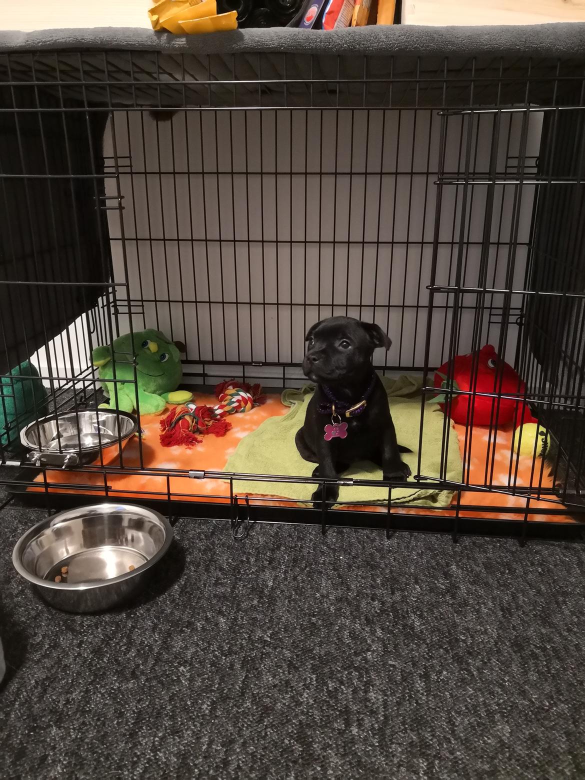 Staffordshire bull terrier Kida - Kida er ved at inspisere sit bur <3 billede 5