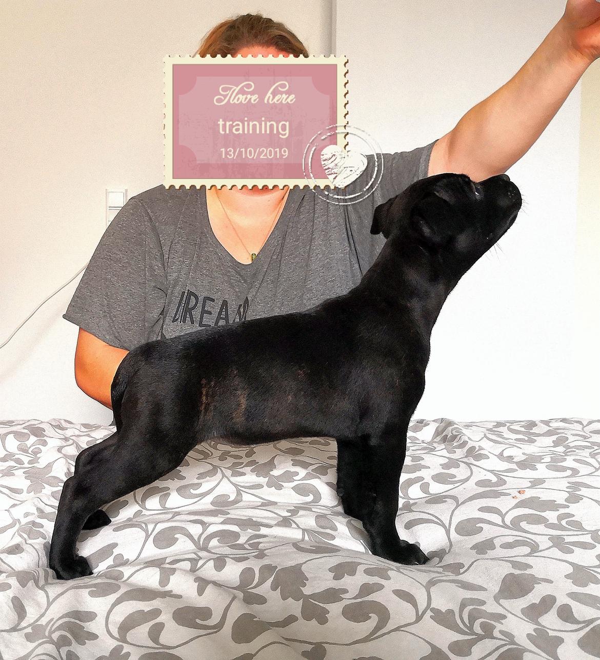 Staffordshire bull terrier Kida - Anden træning hjemme <3 billede 10