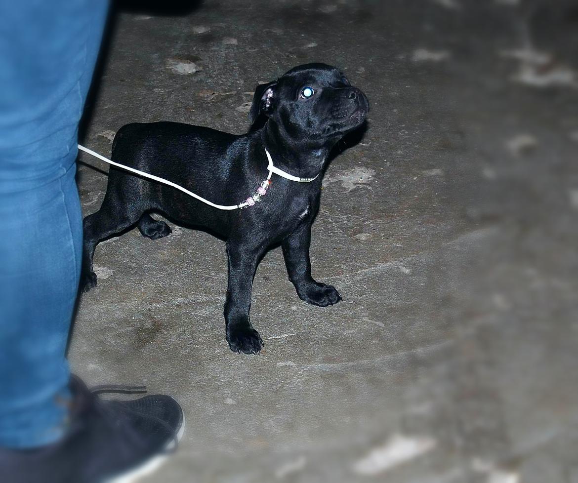 Staffordshire bull terrier Kida billede 13