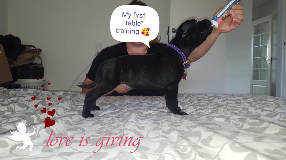 Staffordshire bull terrier Kida - Første stå træning, hjemme i sengen :D så go´ billede 9