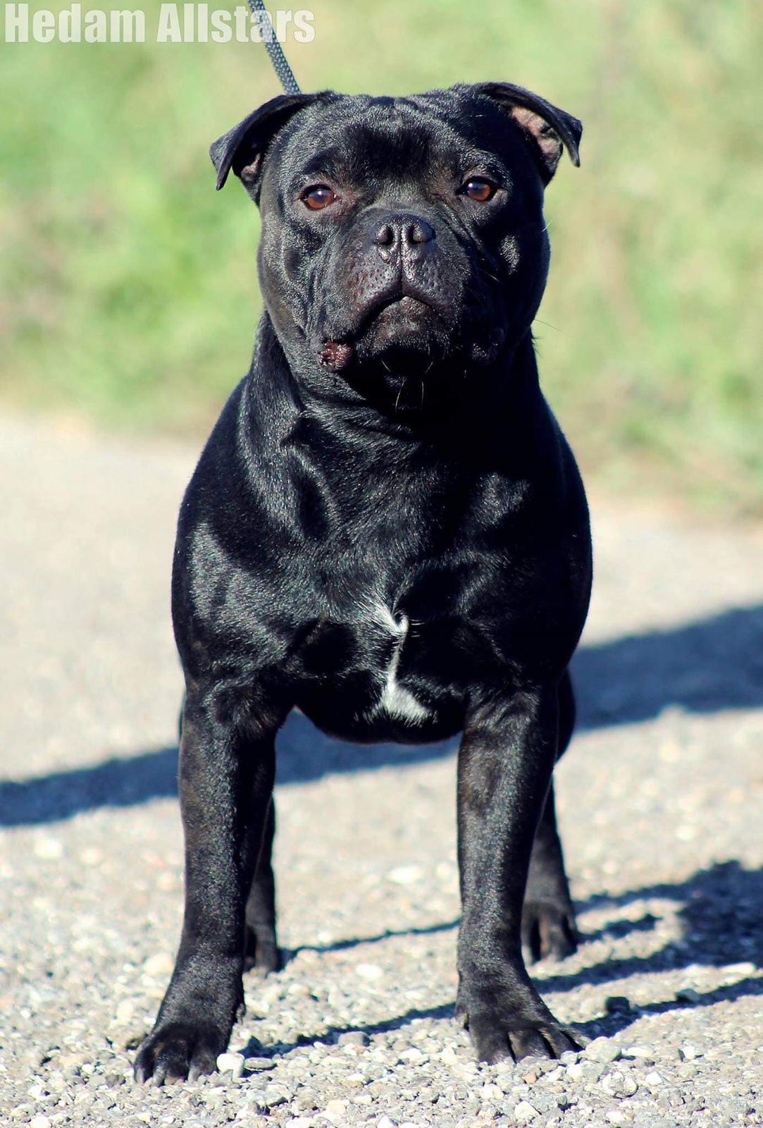 Staffordshire bull terrier Kida - Far, Charlie brown de la fuente billede 47