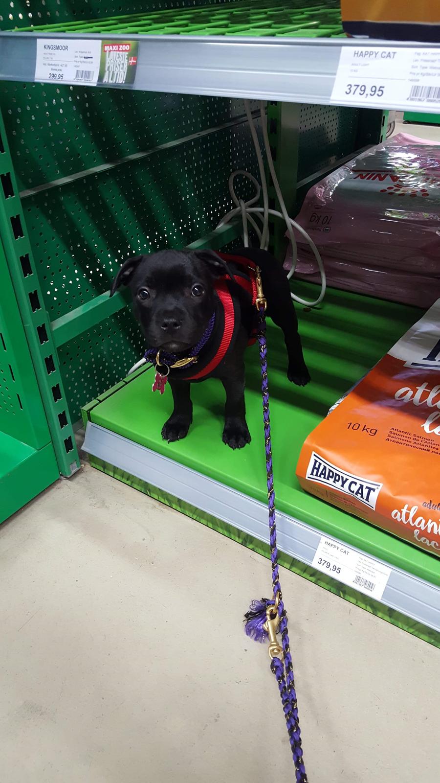 Staffordshire bull terrier Kida - Første tur i Maxi Zoo billede 6