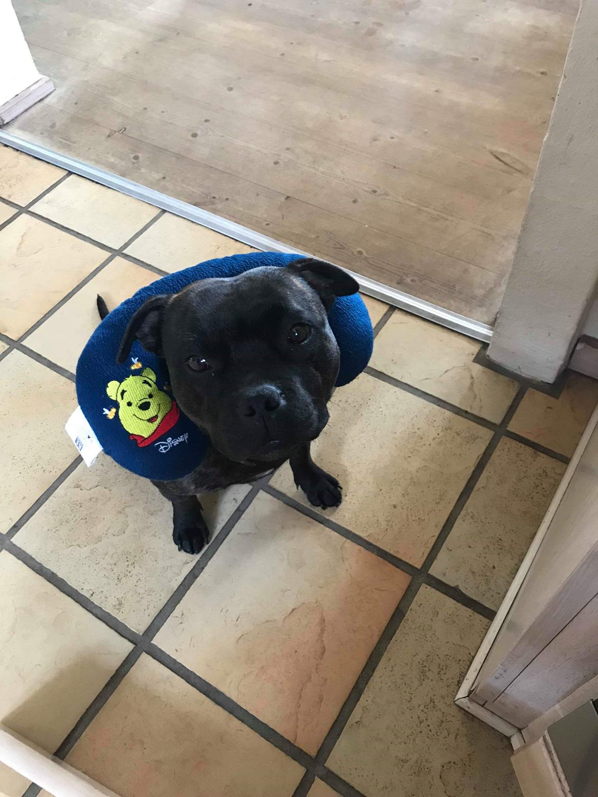 Staffordshire bull terrier Kida - Mor, Holly billede 46