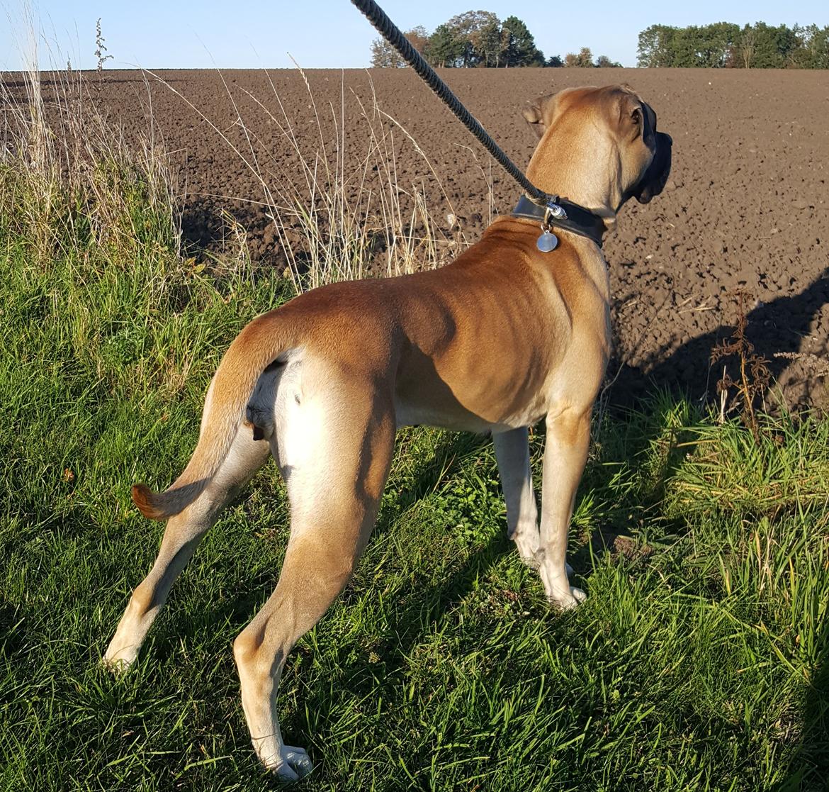 Perro de Presa Canario Crystal Fuerza Bull (Mina) - Crystal Fuerza Bull - 3 år billede 2