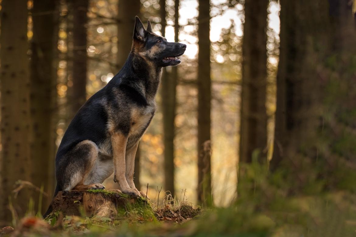 Schæferhund Amager's Nicki billede 45