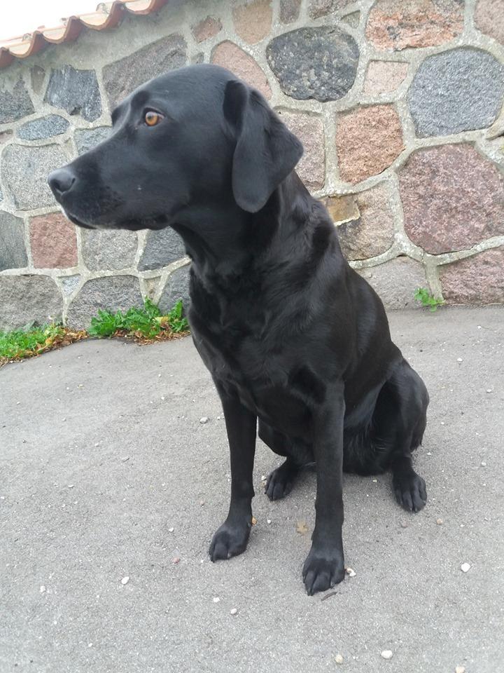 Labrador retriever Sif billede 8