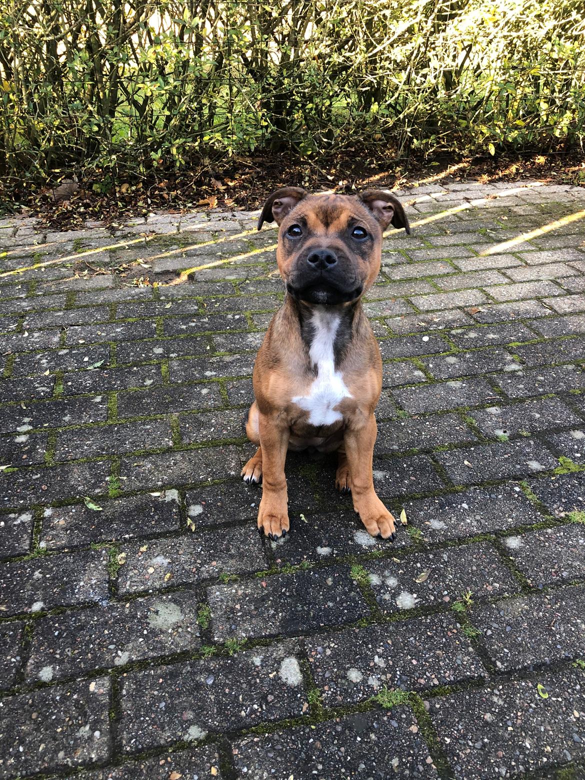 Staffordshire bull terrier Kenya  billede 23