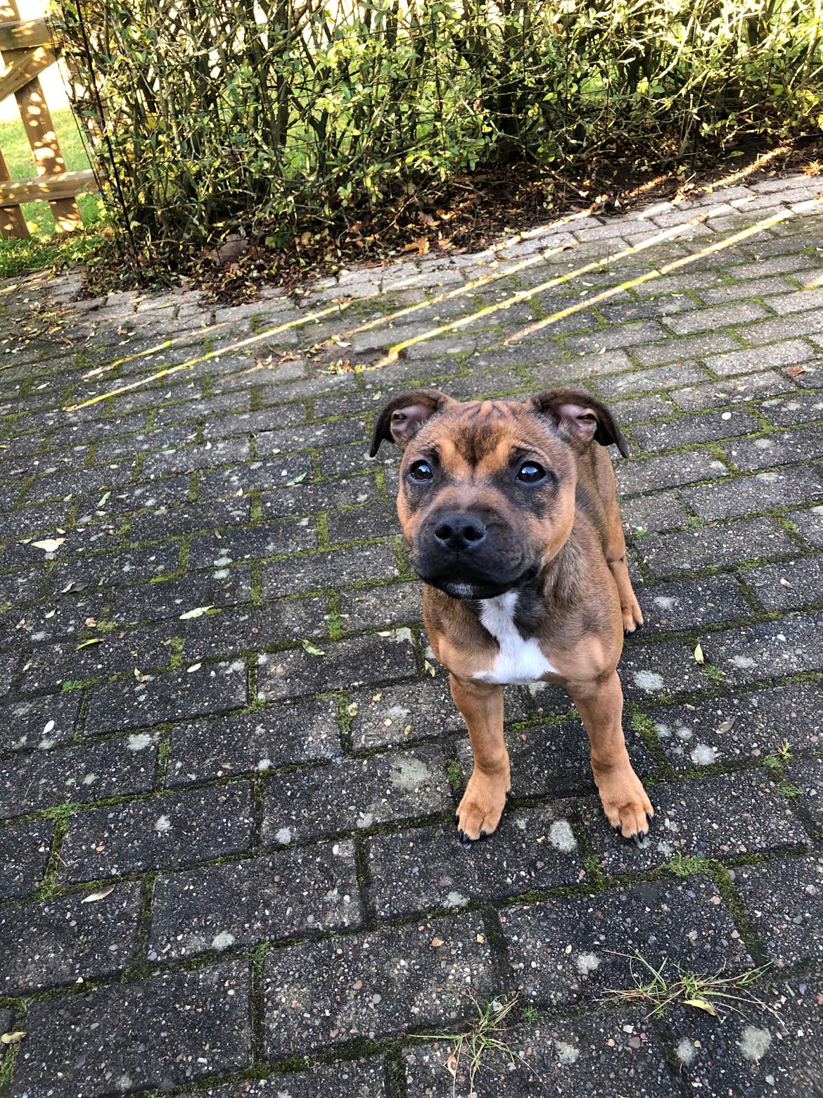 Staffordshire bull terrier Kenya  billede 24