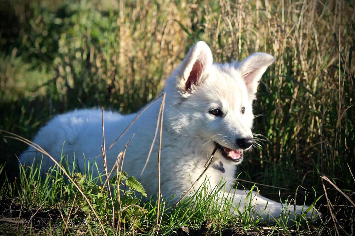 Hvid Schweizisk Hyrdehund Coco billede 4