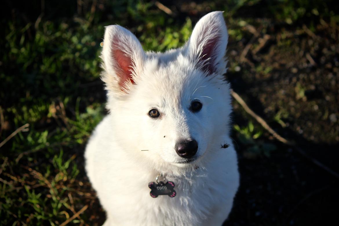 Hvid Schweizisk Hyrdehund Coco billede 7