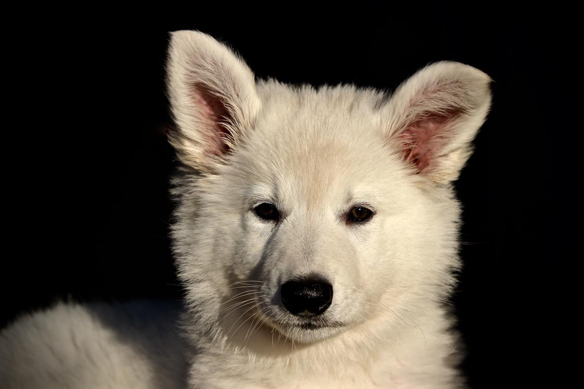 Hvid Schweizisk Hyrdehund Coco billede 9