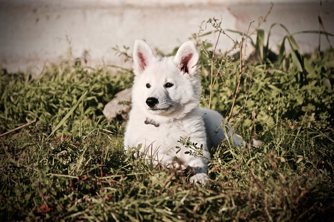 Hvid Schweizisk Hyrdehund Coco billede 21