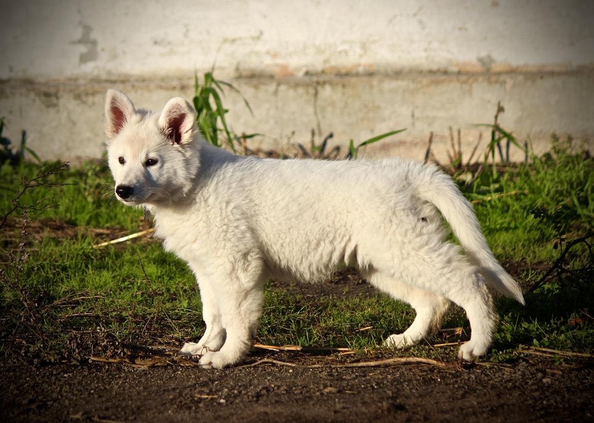 Hvid Schweizisk Hyrdehund Coco billede 14