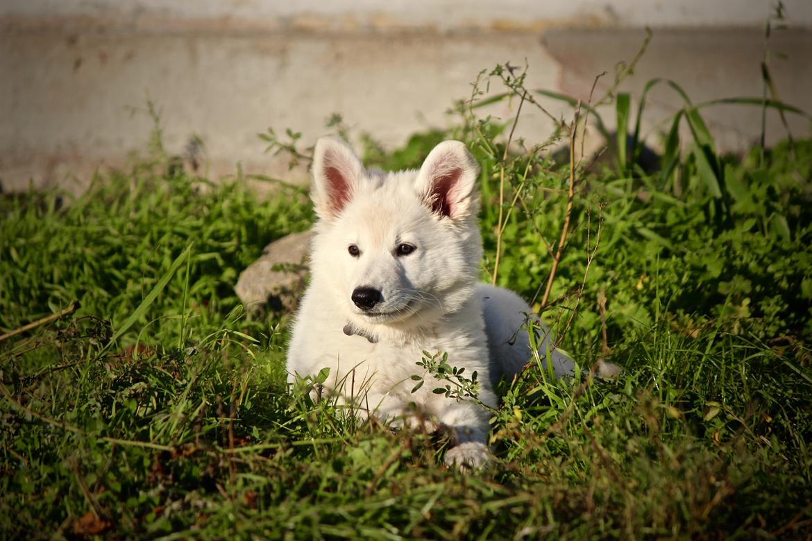Hvid Schweizisk Hyrdehund Coco billede 11