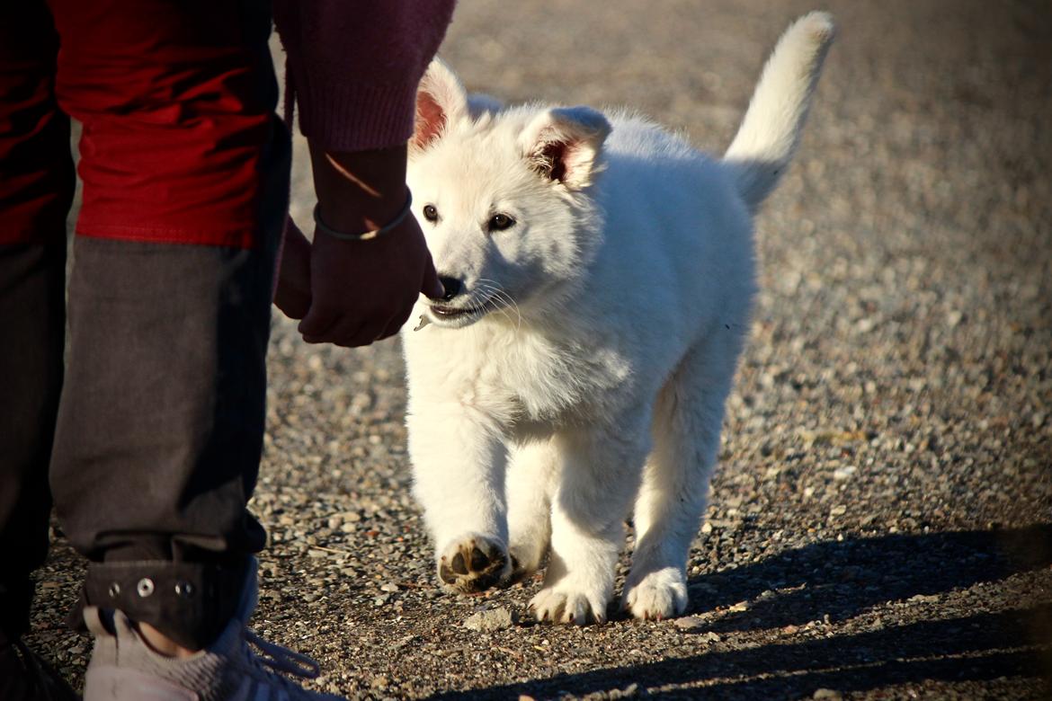 Hvid Schweizisk Hyrdehund Coco billede 19