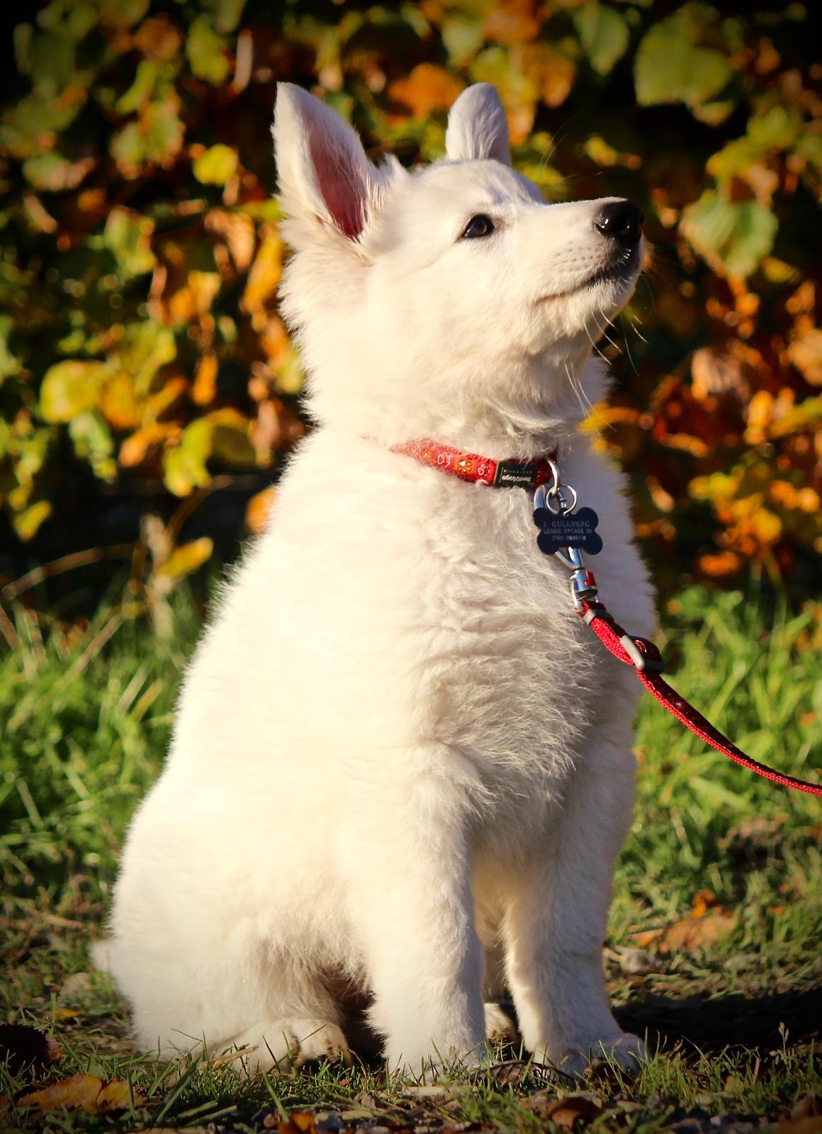 Hvid Schweizisk Hyrdehund Coco billede 5