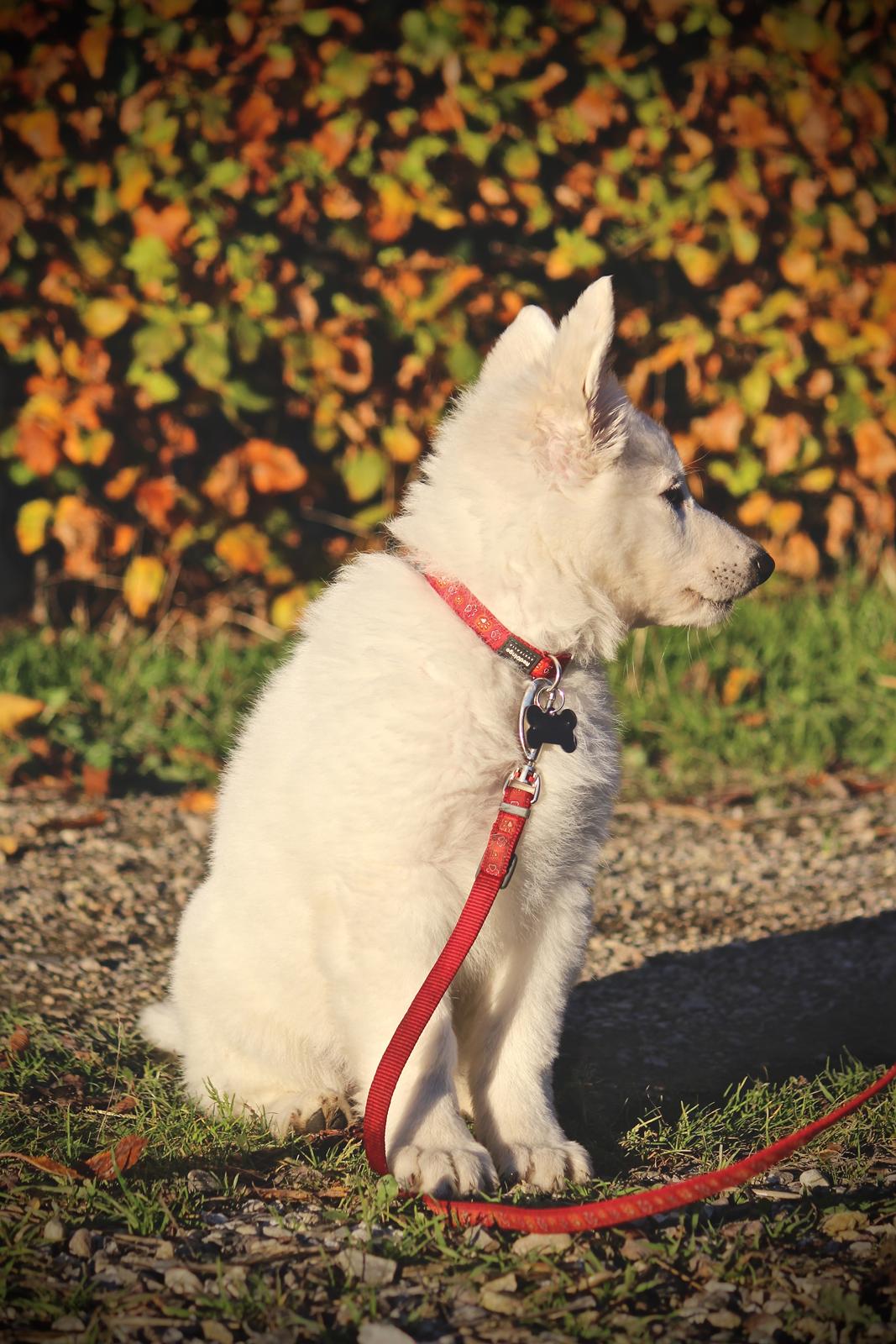 Hvid Schweizisk Hyrdehund Coco billede 12