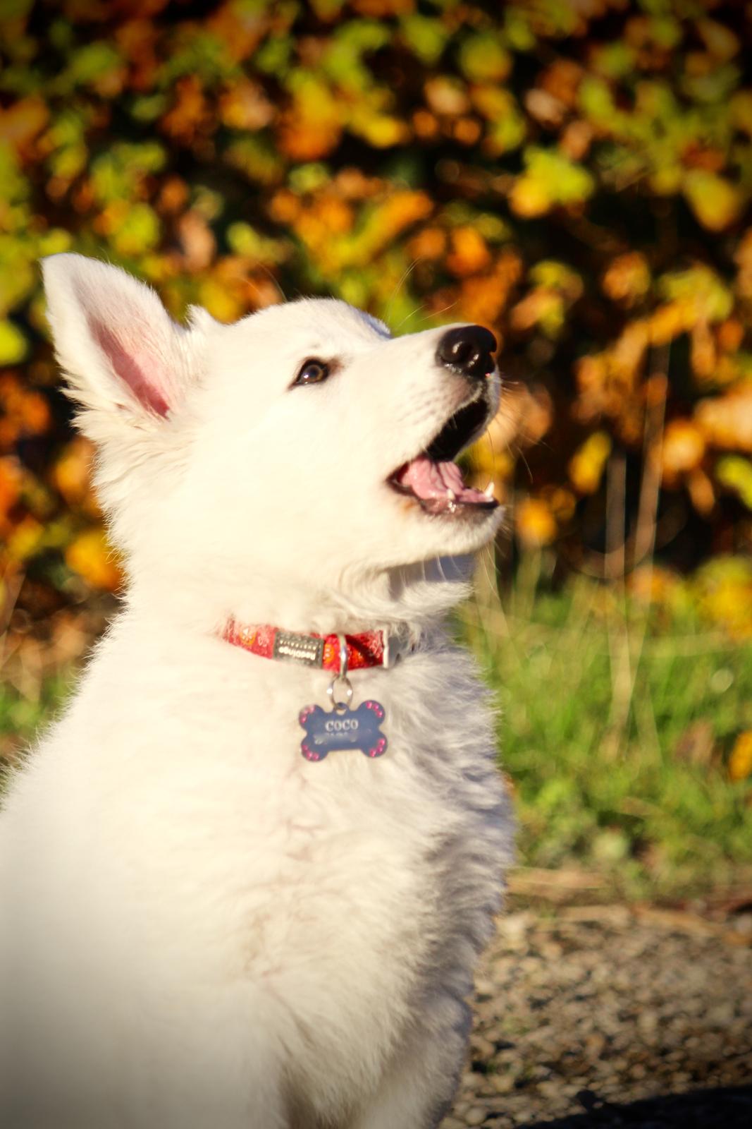 Hvid Schweizisk Hyrdehund Coco billede 20