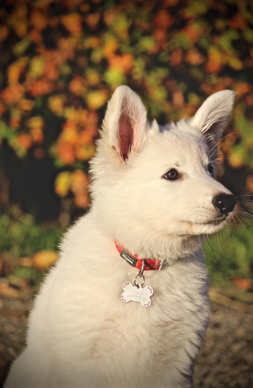 Hvid Schweizisk Hyrdehund Coco billede 22