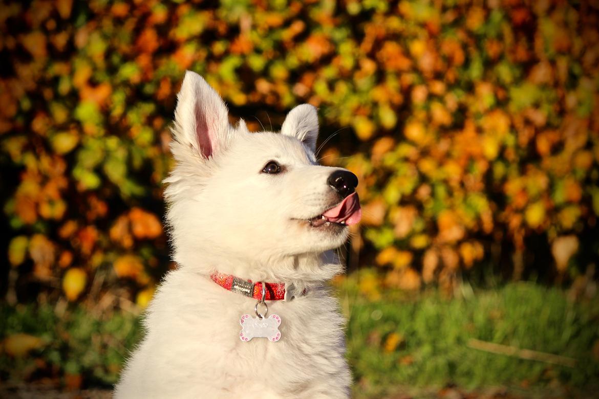 Hvid Schweizisk Hyrdehund Coco billede 15