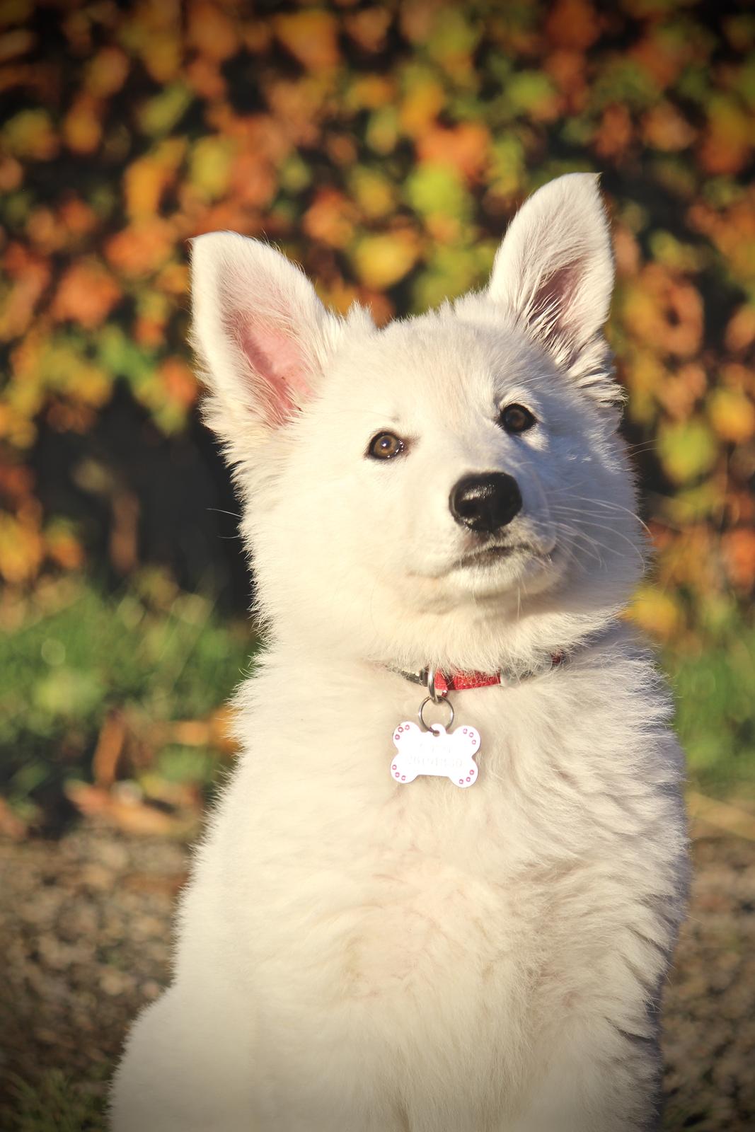 Hvid Schweizisk Hyrdehund Coco billede 17