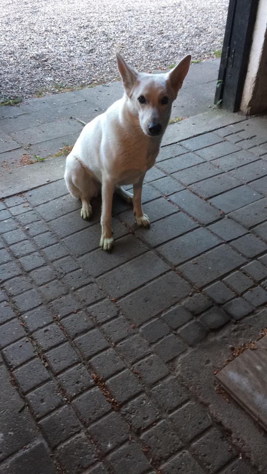 Hvid schæfer Kjaersgaards Emmit billede 12