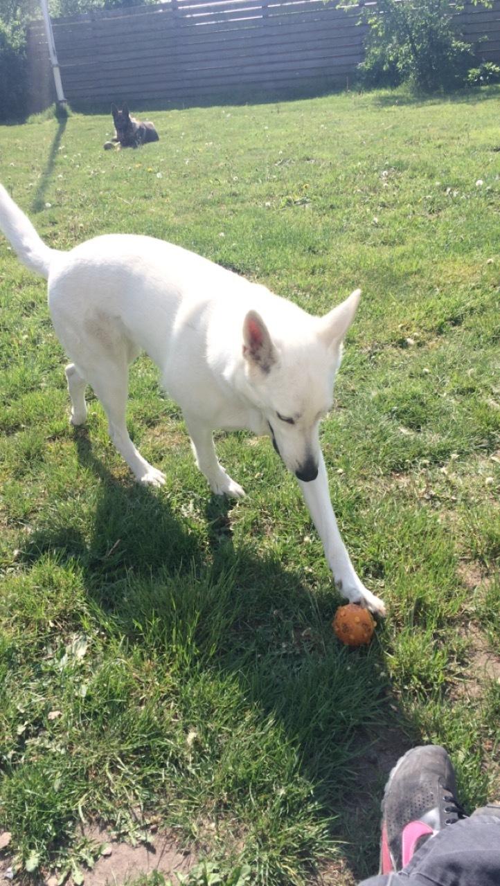 Hvid schæfer Kjaersgaards Emmit billede 13