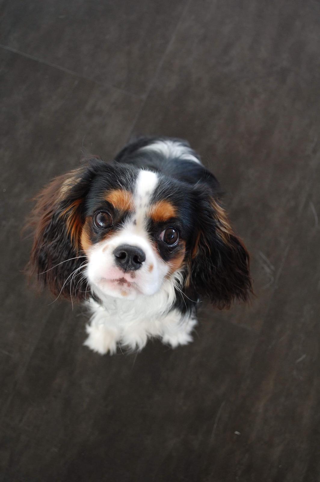 Cavalier king charles spaniel Malekits Turbo billede 1