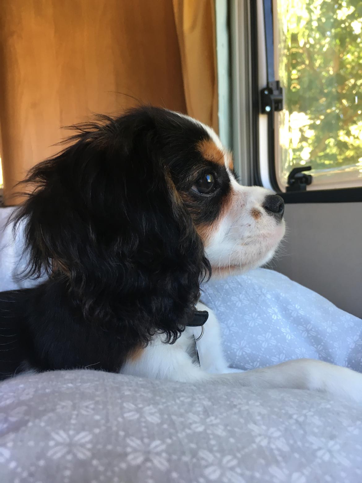 Cavalier king charles spaniel Malekits Turbo billede 6