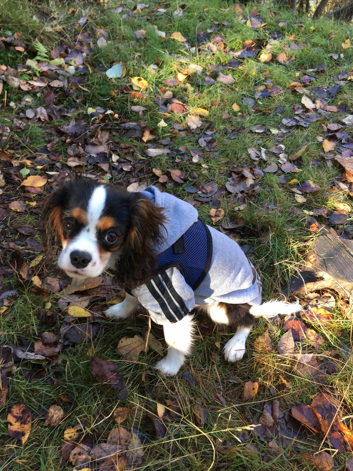 Cavalier king charles spaniel Malekits Turbo billede 8