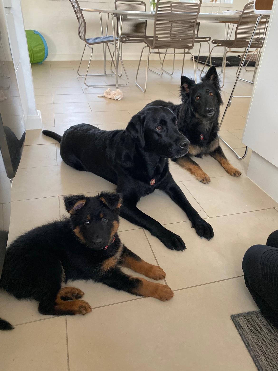 Chodsky Pes Atlas - Andendagen. Atlas, Molly og Wilma. billede 5