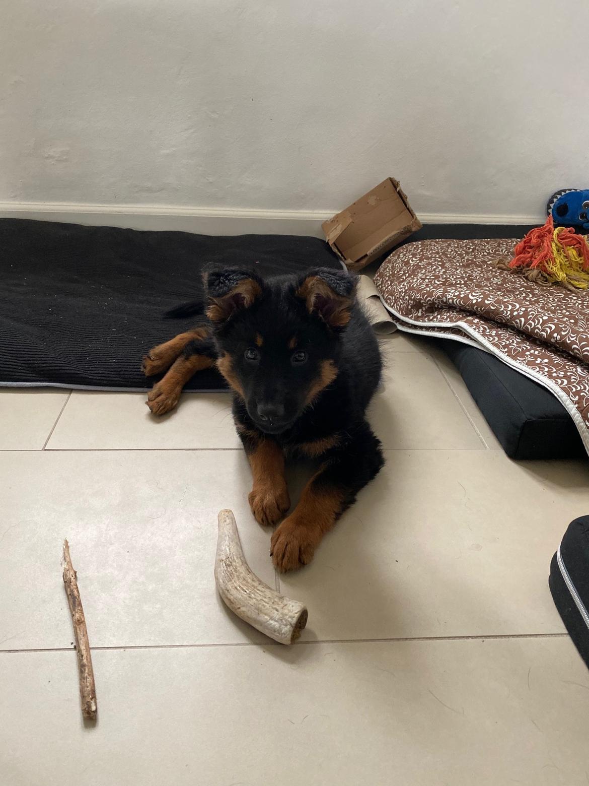 Chodsky Pes Atlas - 9.-dagen i nu ikke længere helt så nye omgivelser ... billede 10