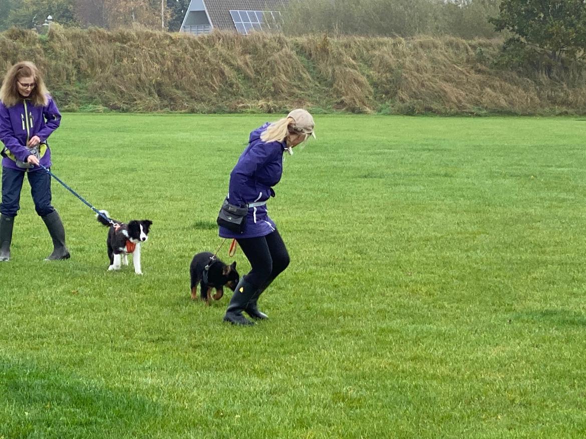 Chodsky Pes Atlas - Anne-Mette, min hustru, til hvalpetræning. billede 14