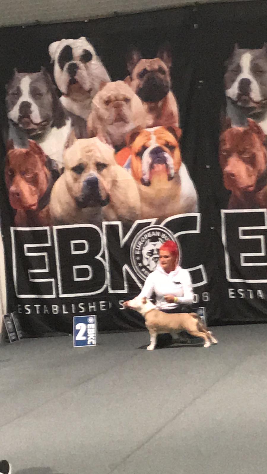 American Bully Queen (hardfort bullies Queen)  billede 9