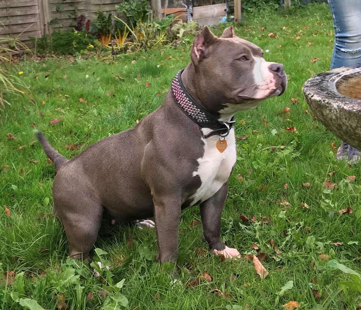 American Bully Holly  (bonus bully holly) billede 14