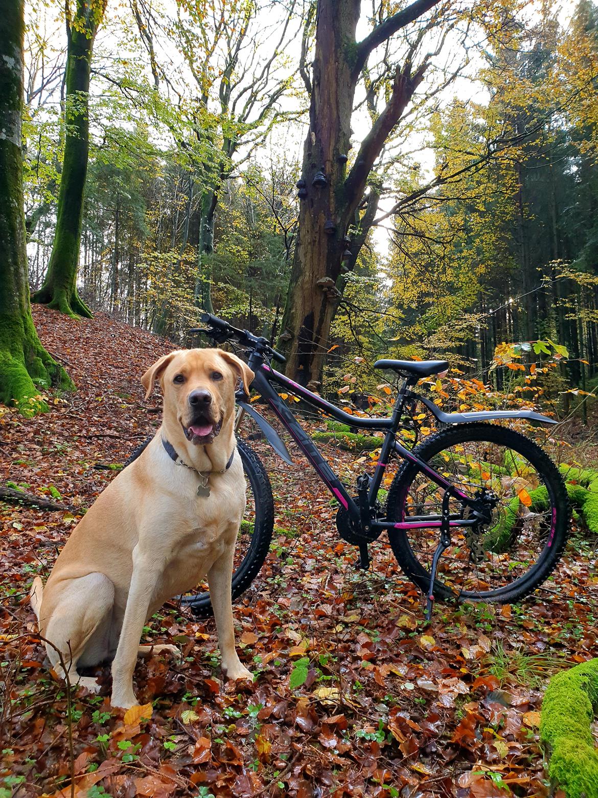 Blanding af racer Elvis *R.I.P* - 4år gammel 28/10-19 billede 48