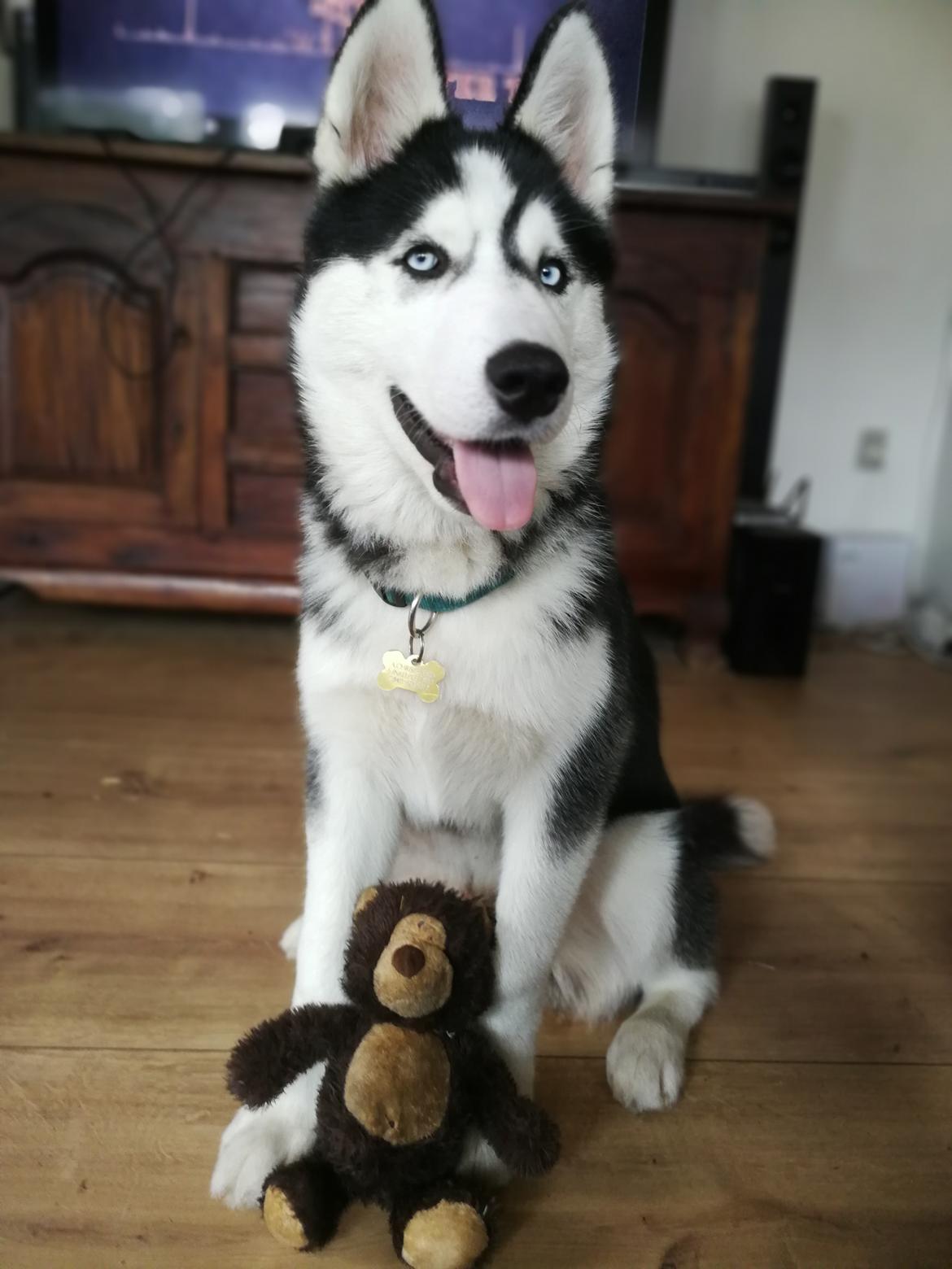 Siberian husky Koda billede 33