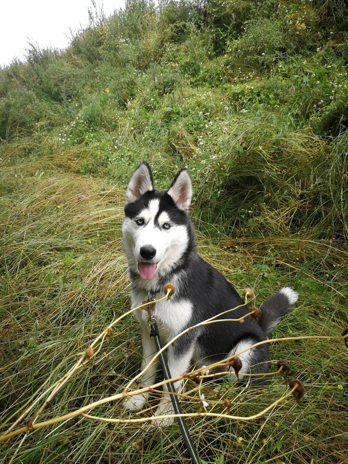 Siberian husky Koda billede 35