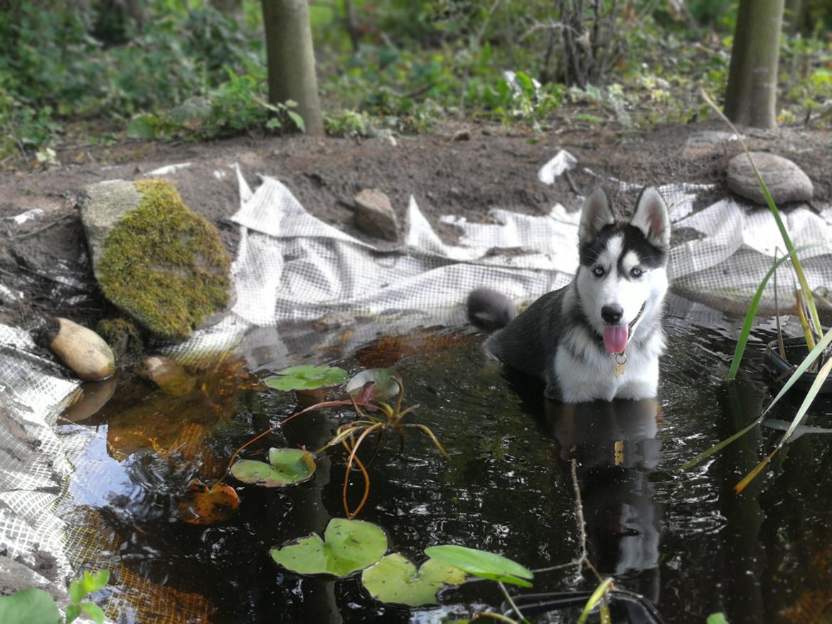 Siberian husky Koda billede 40