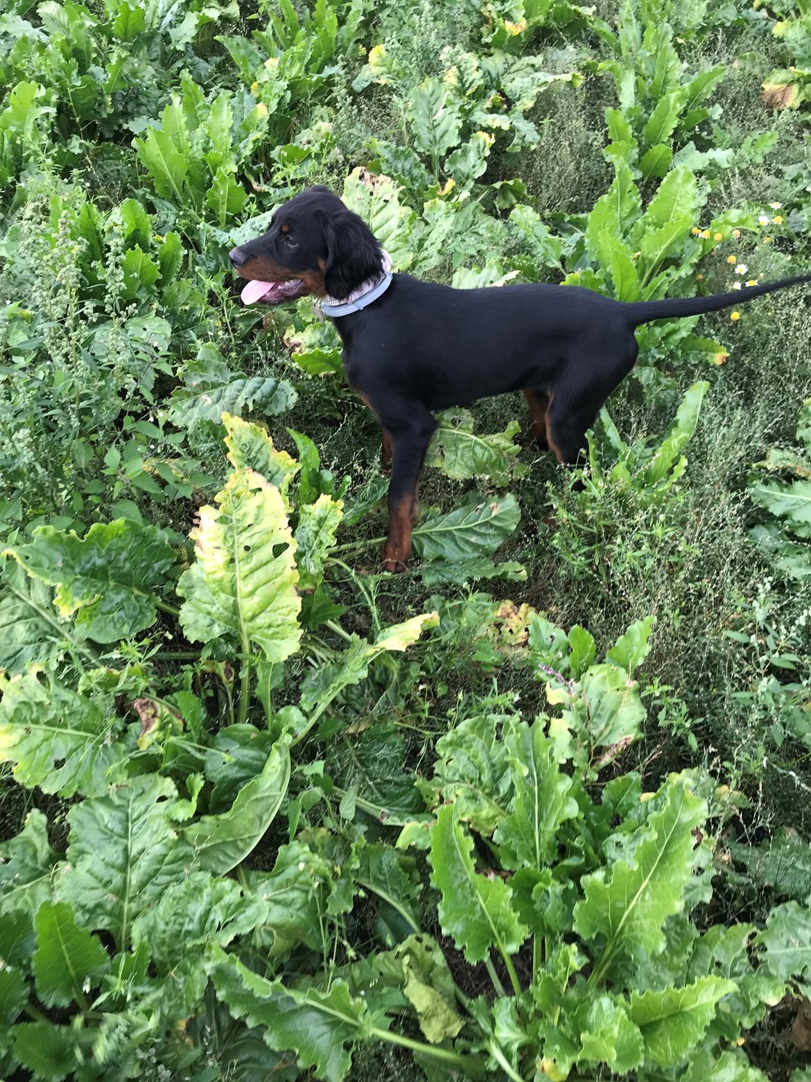 Gordon setter Syd åens Bianca billede 13